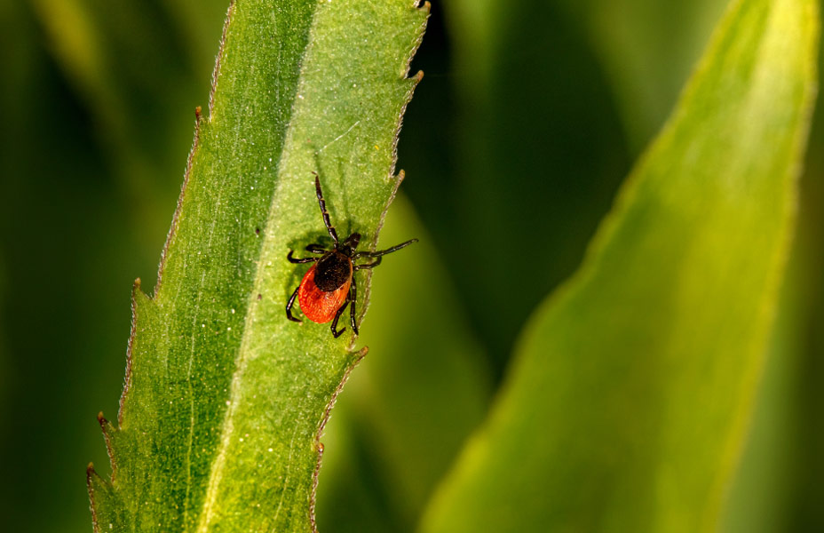Tick on a leaf